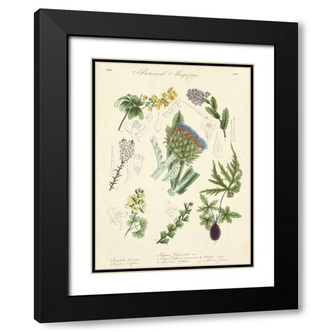 Botanical Register I Black Modern Wood Framed Art Print with Double Matting by Unknown