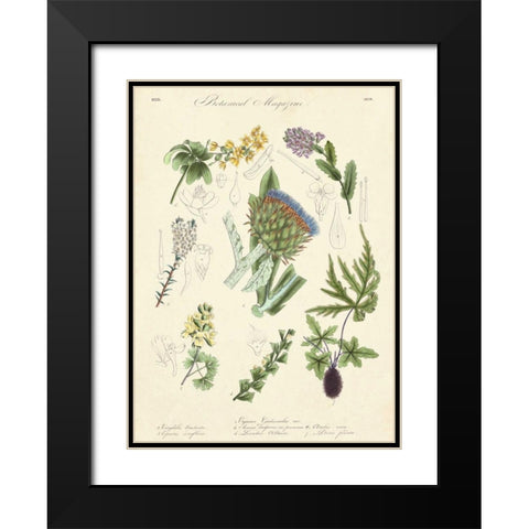 Botanical Register I Black Modern Wood Framed Art Print with Double Matting by Unknown
