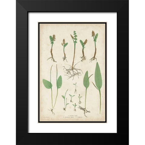 Bradbury Ferns II Black Modern Wood Framed Art Print with Double Matting by Bradbury