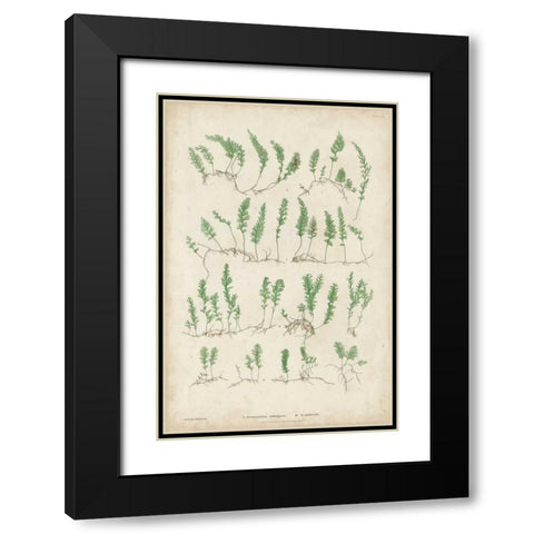 Bradbury Ferns III Black Modern Wood Framed Art Print with Double Matting by Bradbury