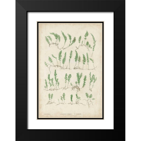 Bradbury Ferns III Black Modern Wood Framed Art Print with Double Matting by Bradbury