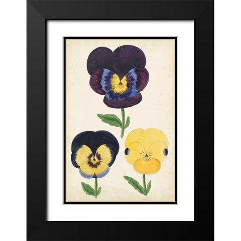 Antique Pansies I Black Modern Wood Framed Art Print with Double Matting by Unknown