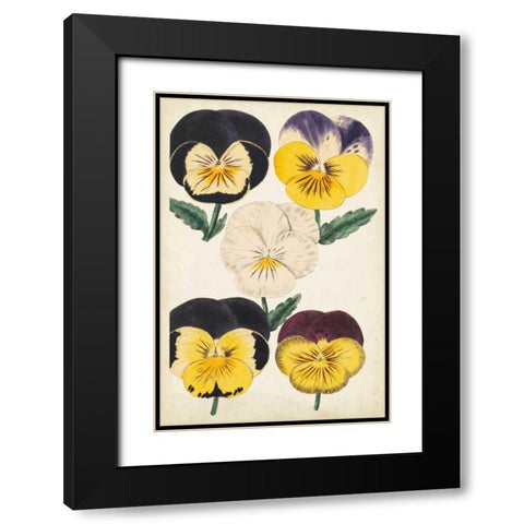 Antique Pansies II Black Modern Wood Framed Art Print with Double Matting by Unknown