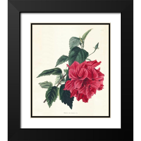 Rose Hibiscus I Black Modern Wood Framed Art Print with Double Matting by Unknown