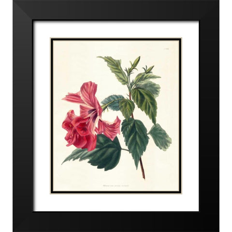 Rose Hibiscus II Black Modern Wood Framed Art Print with Double Matting by Unknown