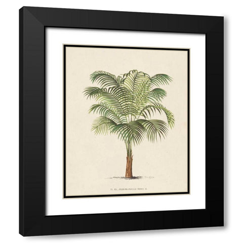 Les Palmiers II Black Modern Wood Framed Art Print with Double Matting by Unknown