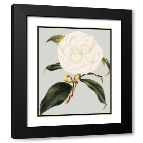 Camellia Japonica I Black Modern Wood Framed Art Print with Double Matting by Vision Studio