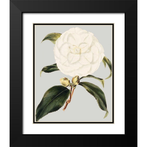 Camellia Japonica I Black Modern Wood Framed Art Print with Double Matting by Vision Studio