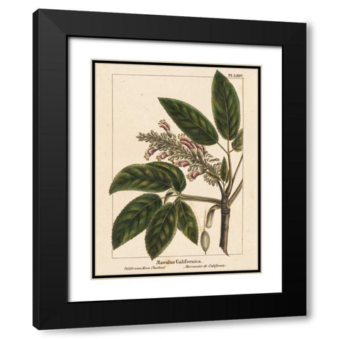 California Horse Chestnut Black Modern Wood Framed Art Print with Double Matting by Silva, John