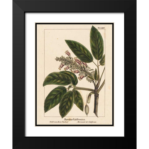 California Horse Chestnut Black Modern Wood Framed Art Print with Double Matting by Silva, John