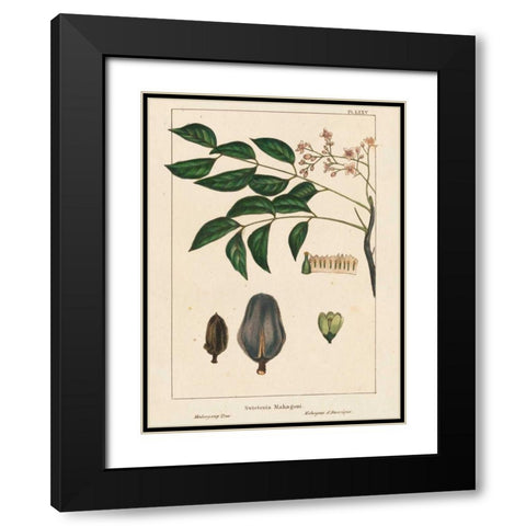 Mahogany Tree Black Modern Wood Framed Art Print with Double Matting by Silva, John