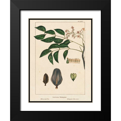 Mahogany Tree Black Modern Wood Framed Art Print with Double Matting by Silva, John