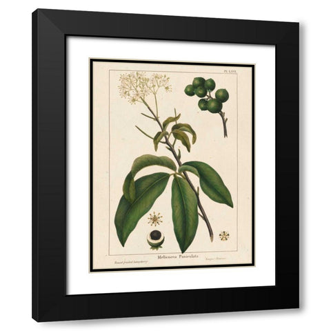 Round fruited Honeyberry Black Modern Wood Framed Art Print with Double Matting by Silva, John