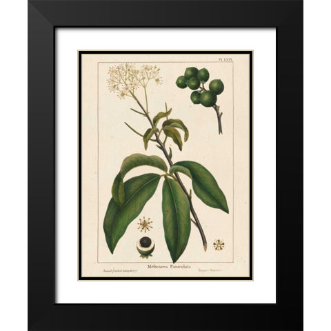 Round fruited Honeyberry Black Modern Wood Framed Art Print with Double Matting by Silva, John