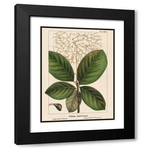 Large Leaved Cotinus Black Modern Wood Framed Art Print with Double Matting by Silva, John
