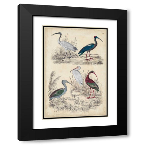 Ibis Family Black Modern Wood Framed Art Print with Double Matting by Milne
