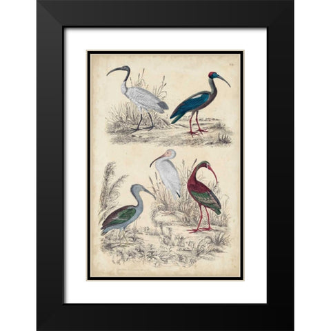 Ibis Family Black Modern Wood Framed Art Print with Double Matting by Milne