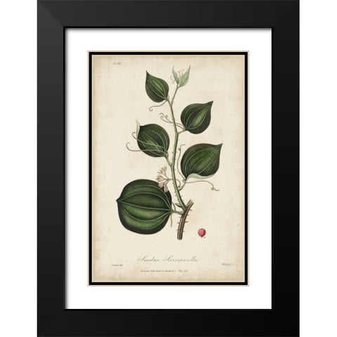 Medicinal Botany I Black Modern Wood Framed Art Print with Double Matting by Churchill