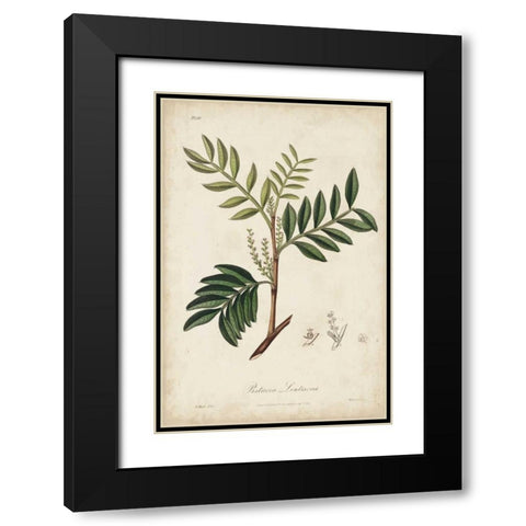 Medicinal Botany II Black Modern Wood Framed Art Print with Double Matting by Churchill