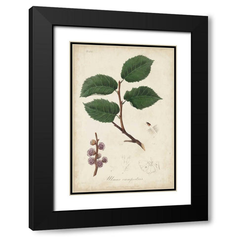 Medicinal Botany III Black Modern Wood Framed Art Print with Double Matting by Churchill