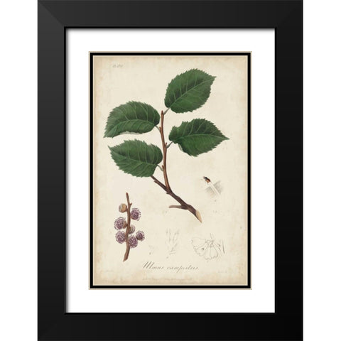 Medicinal Botany III Black Modern Wood Framed Art Print with Double Matting by Churchill