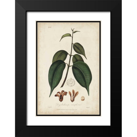 Medicinal Botany IV Black Modern Wood Framed Art Print with Double Matting by Churchill