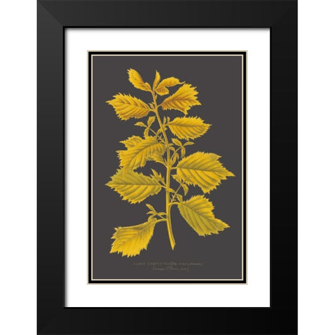 Trees and Leaves V Black Modern Wood Framed Art Print with Double Matting by Vision Studio