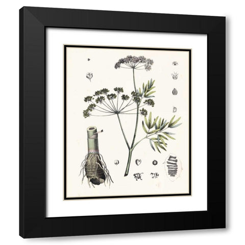 Berge Botanicals I Black Modern Wood Framed Art Print with Double Matting by Berge