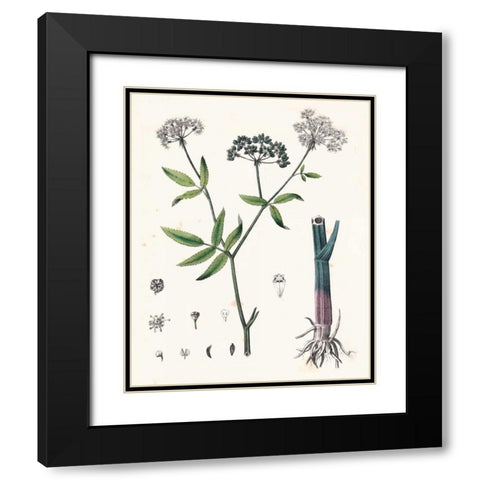 Berge Botanicals II Black Modern Wood Framed Art Print with Double Matting by Berge