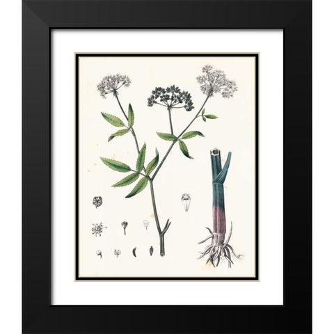 Berge Botanicals II Black Modern Wood Framed Art Print with Double Matting by Berge