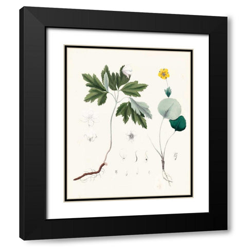 Berge Botanicals III Black Modern Wood Framed Art Print with Double Matting by Berge
