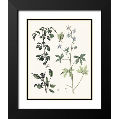Berge Botanicals IV Black Modern Wood Framed Art Print with Double Matting by Berge