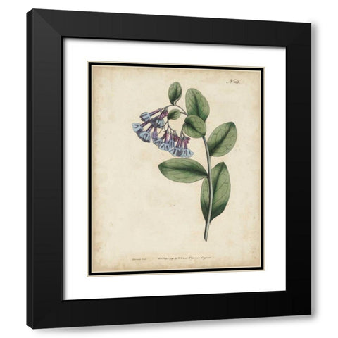 Lavender Curtis Botanicals I Black Modern Wood Framed Art Print with Double Matting by Curtis