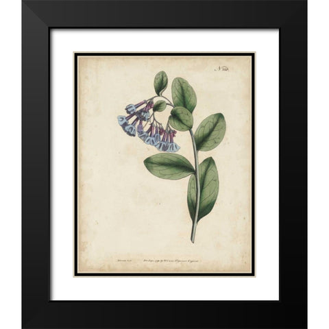 Lavender Curtis Botanicals I Black Modern Wood Framed Art Print with Double Matting by Curtis