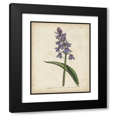 Lavender Curtis Botanicals II Black Modern Wood Framed Art Print with Double Matting by Curtis
