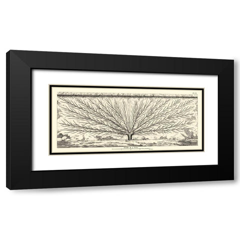 Antique Diagram for Espaliers III Black Modern Wood Framed Art Print with Double Matting by Unknown