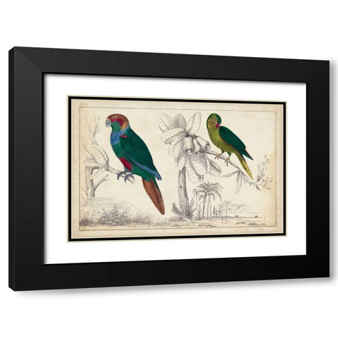 Parrot Pair I Black Modern Wood Framed Art Print with Double Matting by Unknown