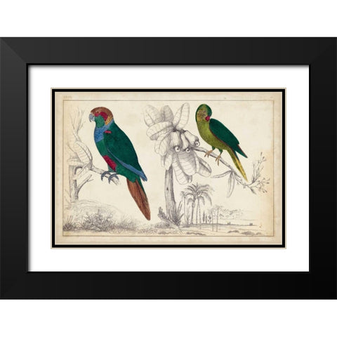 Parrot Pair I Black Modern Wood Framed Art Print with Double Matting by Unknown