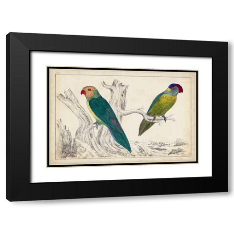 Parrot Pair II Black Modern Wood Framed Art Print with Double Matting by Unknown