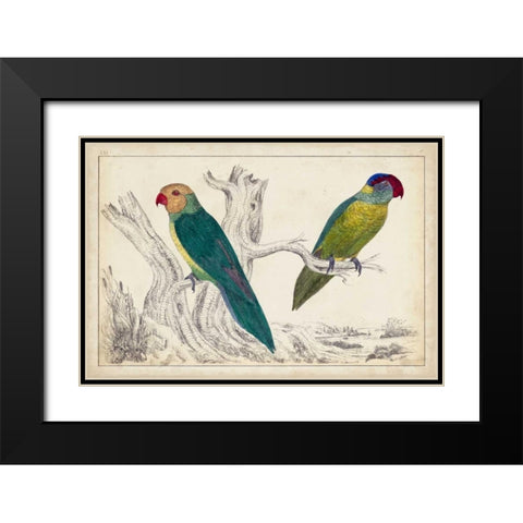 Parrot Pair II Black Modern Wood Framed Art Print with Double Matting by Unknown