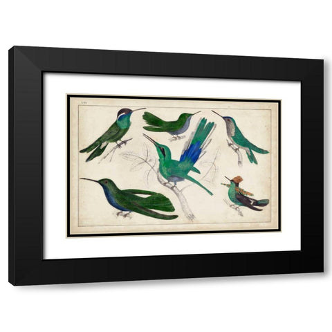 Hummingbird Gathering II Black Modern Wood Framed Art Print with Double Matting by Unknown