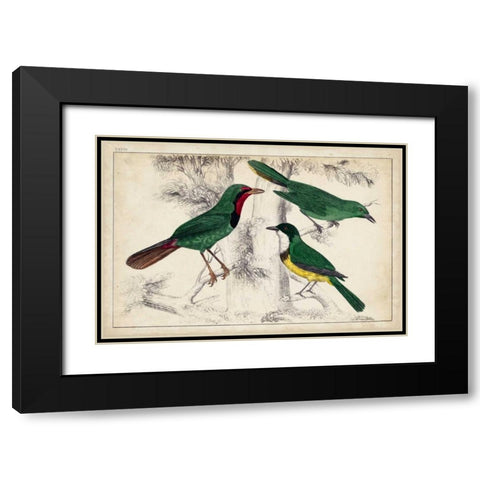 Tropical Bird Trio I Black Modern Wood Framed Art Print with Double Matting by Unknown