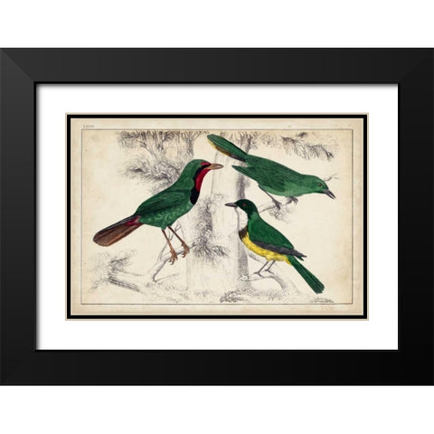 Tropical Bird Trio I Black Modern Wood Framed Art Print with Double Matting by Unknown