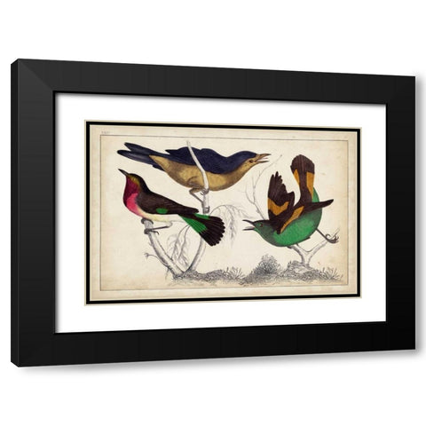 Tropical Bird Trio II Black Modern Wood Framed Art Print with Double Matting by Unknown