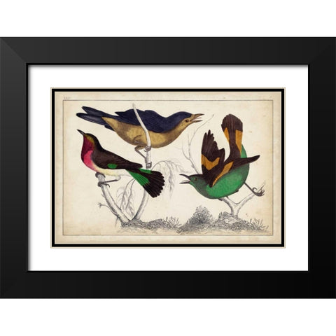 Tropical Bird Trio II Black Modern Wood Framed Art Print with Double Matting by Unknown