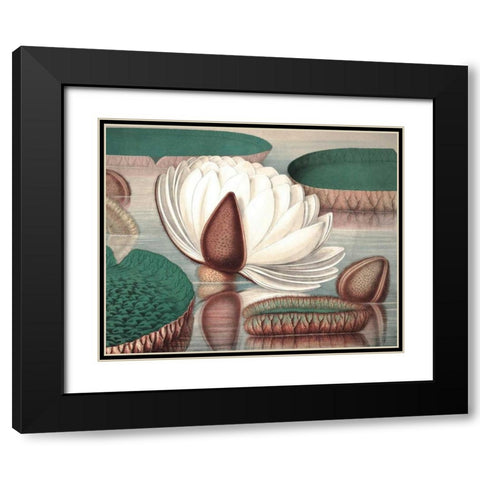 Vintage Water Lily I Black Modern Wood Framed Art Print with Double Matting by Vision Studio