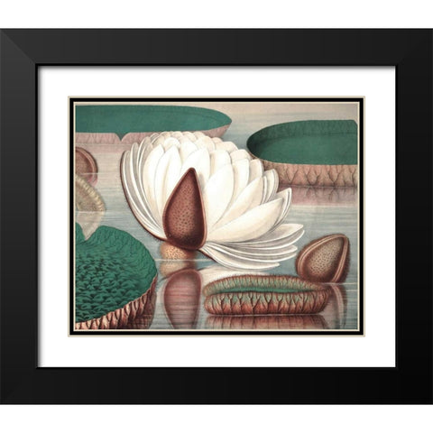 Vintage Water Lily I Black Modern Wood Framed Art Print with Double Matting by Vision Studio