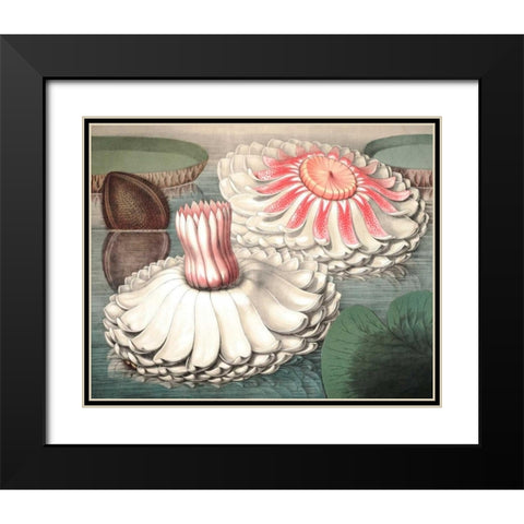 Vintage Water Lily II Black Modern Wood Framed Art Print with Double Matting by Vision Studio