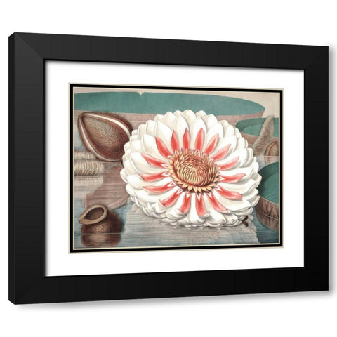 Vintage Water Lily III Black Modern Wood Framed Art Print with Double Matting by Vision Studio