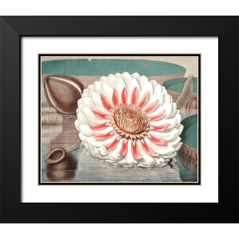 Vintage Water Lily III Black Modern Wood Framed Art Print with Double Matting by Vision Studio